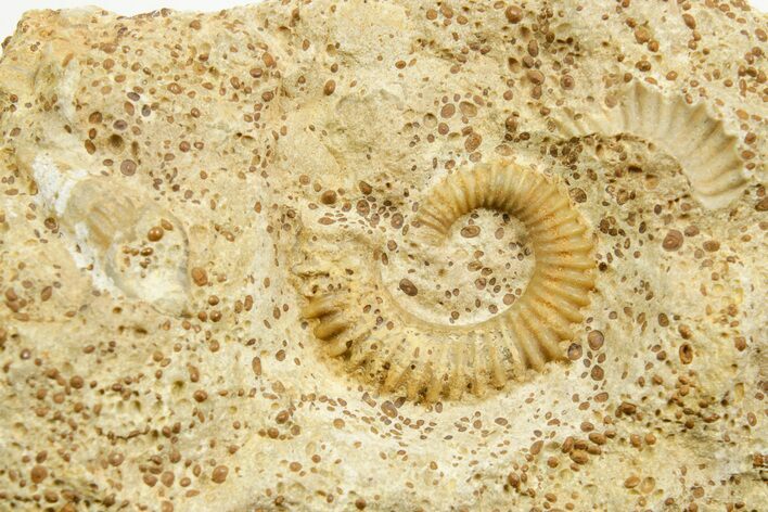 Jurassic Ammonite (Spiroceras) Fossil - Évrecy, France #367856